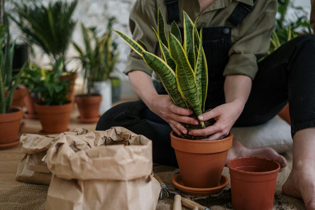 Person beim Einpflanzen einer Bogenhanf-Pflanze (Sansevieria) in einen Tontopf, umgeben von weiteren Zimmerpflanzen und Gartenwerkzeug – Urban Gardening im Innenbereich
