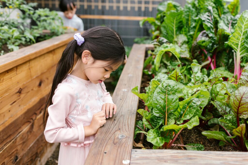 Kleines Mädchen mit Haarschleife betrachtet neugierig Mangold und Gemüsepflanzen in einem Hochbeet aus Holz – Kinder lernen in Gemeinschaftsgärten die Herkunft von Lebensmitteln kennen